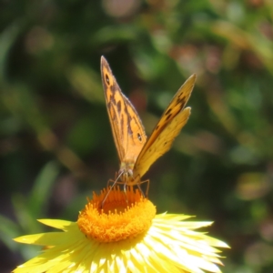 Heteronympha merope at Acton, ACT - 1 Nov 2023 11:46 AM