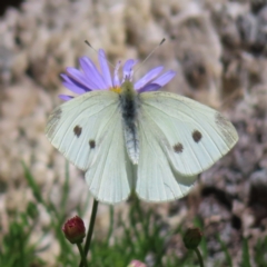 Pieris rapae (Cabbage White) at Acton, ACT - 1 Nov 2023 by MatthewFrawley