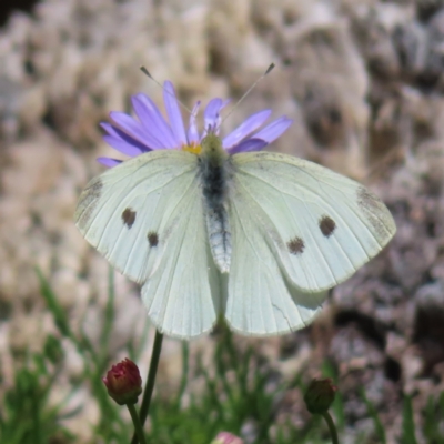 Pieris rapae (Cabbage White) at ANBG - 1 Nov 2023 by MatthewFrawley