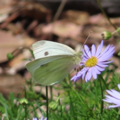 Pieris rapae at Acton, ACT - 1 Nov 2023 11:47 AM