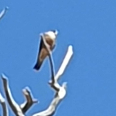 Falco longipennis (Australian Hobby) at Wallaroo, NSW - 2 Nov 2023 by Paul@93