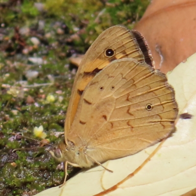 Heteronympha merope (Common Brown Butterfly) at ANBG - 1 Nov 2023 by MatthewFrawley