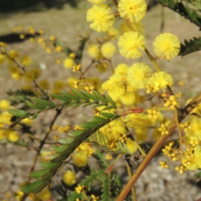 Acacia terminalis (Sunshine Wattle) at Sth Tablelands Ecosystem Park - 23 Jul 2023 by michaelb