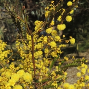 Acacia terminalis at Molonglo Valley, ACT - 23 Jul 2023