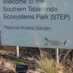 Themeda triandra (Kangaroo Grass) at Sth Tablelands Ecosystem Park - 23 Jul 2023 by michaelb