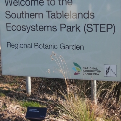 Themeda triandra (Kangaroo Grass) at Sth Tablelands Ecosystem Park - 23 Jul 2023 by michaelb