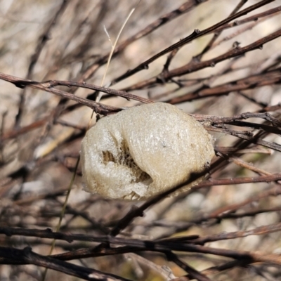 Mantidae - egg case (family) (Egg case of praying mantis) at Captains Flat, NSW - 2 Nov 2023 by Csteele4