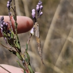 Lepidoscia arctiella at Captains Flat, NSW - 2 Nov 2023