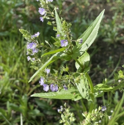 Veronica anagallis-aquatica (Blue Water Speedwell) at Braidwood, NSW - 1 Nov 2023 by JaneR