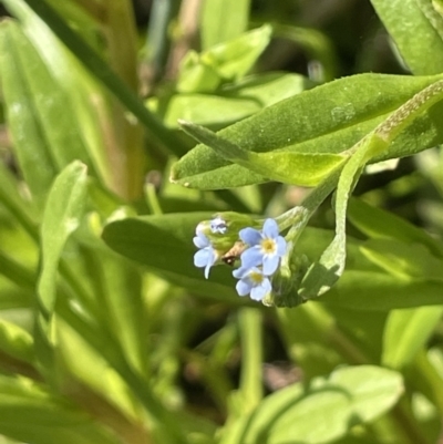 Myosotis laxa subsp. caespitosa (Water Forget-me-not) at Bendoura, NSW - 1 Nov 2023 by JaneR