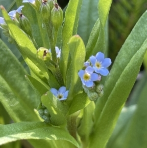 Myosotis laxa subsp. caespitosa at Bendoura, NSW - 1 Nov 2023