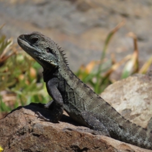 Intellagama lesueurii howittii at Acton, ACT - 1 Nov 2023 12:01 PM