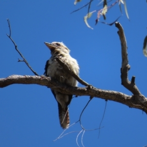 Dacelo novaeguineae at Acton, ACT - 1 Nov 2023