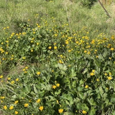 Ranunculus repens (Creeping Buttercup) at Bendoura, NSW - 1 Nov 2023 by JaneR