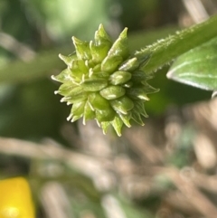 Ranunculus repens at Bendoura, NSW - 1 Nov 2023