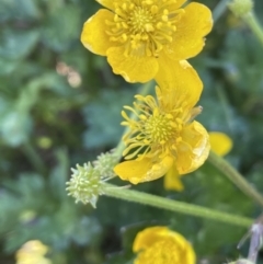 Ranunculus repens at Bendoura, NSW - 1 Nov 2023