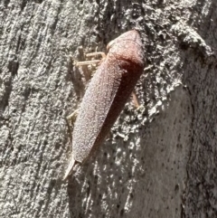 Rhotidoides punctivena (Leafhopper) at Bruce, ACT - 1 Nov 2023 by Pirom