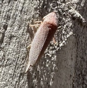 Rhotidoides punctivena at Bruce, ACT - 1 Nov 2023