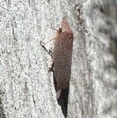 Rhotidoides punctivena at Bruce, ACT - 1 Nov 2023