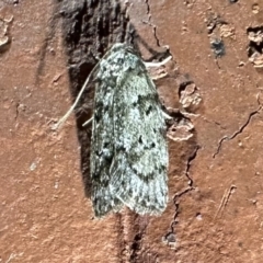 Philobota philostaura (A Concealer moth (Philobota group)) at Ainslie, ACT - 30 Oct 2023 by Pirom