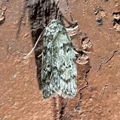 Philobota philostaura (A Concealer moth (Philobota group)) at Ainslie, ACT - 30 Oct 2023 by Pirom