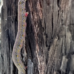 Chlenias banksiaria group (A Geometer moth) at Bruce Ridge to Gossan Hill - 1 Nov 2023 by Pirom