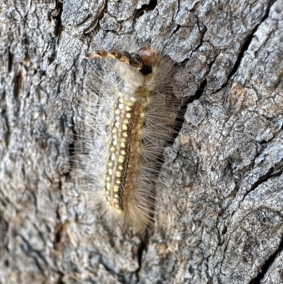 Uraba lugens (Gumleaf Skeletonizer) at Ainslie, ACT - 1 Nov 2023 by Pirom