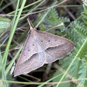 Epidesmia hypenaria at Ainslie, ACT - 1 Nov 2023 03:45 PM