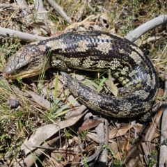 Tiliqua nigrolutea (Blotched Blue-tongue) at Captains Flat, NSW - 2 Nov 2023 by Csteele4