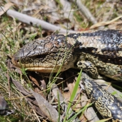 Tiliqua nigrolutea at Captains Flat, NSW - 2 Nov 2023 11:39 AM