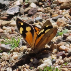 Heteronympha merope (Common Brown Butterfly) at ANBG - 1 Nov 2023 by MatthewFrawley