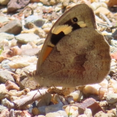 Heteronympha merope at Acton, ACT - 1 Nov 2023 12:23 PM