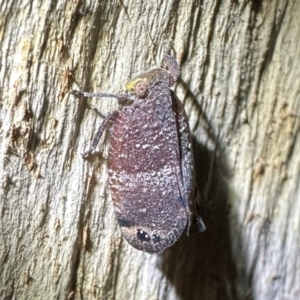 Platybrachys decemmacula at Ainslie, ACT - 31 Oct 2023