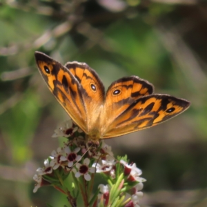 Heteronympha merope at Acton, ACT - 1 Nov 2023