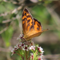 Heteronympha merope at Acton, ACT - 1 Nov 2023 12:29 PM