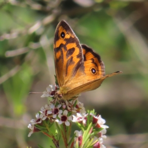 Heteronympha merope at Acton, ACT - 1 Nov 2023 12:29 PM