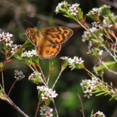 Heteronympha merope at Acton, ACT - 1 Nov 2023