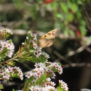 Heteronympha merope at Acton, ACT - 1 Nov 2023 12:29 PM