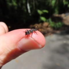 Eleale pulchra at Acton, ACT - 1 Nov 2023 11:56 AM