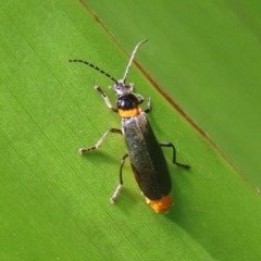 Chauliognathus lugubris (Plague Soldier Beetle) at ANBG - 1 Nov 2023 by MatthewFrawley