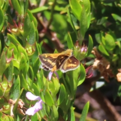 Taractrocera papyria at Acton, ACT - 1 Nov 2023