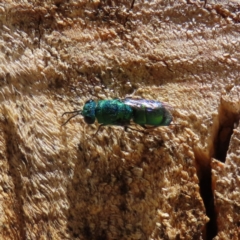 Chrysididae (family) (Cuckoo wasp or Emerald wasp) at GG179 - 1 Nov 2023 by MatthewFrawley