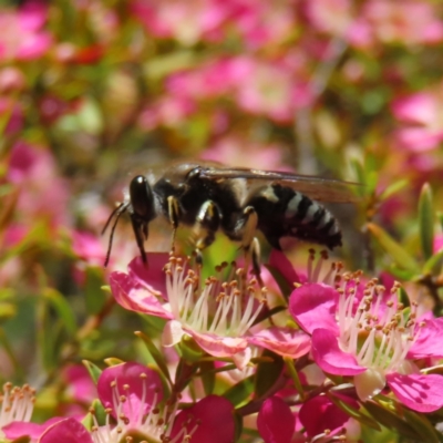 Bembix sp. (genus) (Unidentified Bembix sand wasp) at Acton, ACT - 1 Nov 2023 by MatthewFrawley