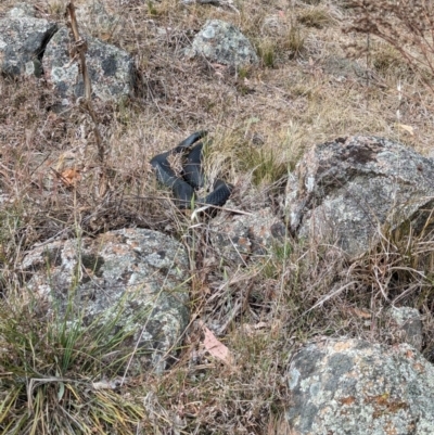 Pseudechis porphyriacus (Red-bellied Black Snake) at Whitlam, ACT - 2 Nov 2023 by CattleDog