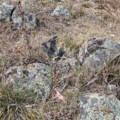 Pseudechis porphyriacus (Red-bellied Black Snake) at Whitlam, ACT - 2 Nov 2023 by CattleDog