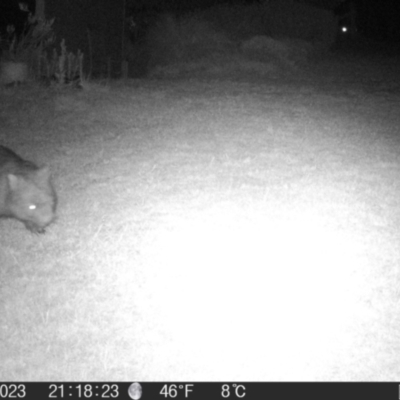 Vombatus ursinus (Common wombat, Bare-nosed Wombat) at QPRC LGA - 1 Nov 2023 by MatthewFrawley