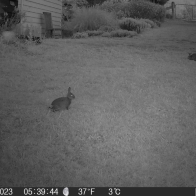 Oryctolagus cuniculus (European Rabbit) at QPRC LGA - 1 Nov 2023 by MatthewFrawley