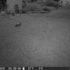 Oryctolagus cuniculus at Braidwood, NSW - 2 Nov 2023