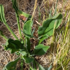 Hackelia suaveolens (Sweet Hounds Tongue) at Belconnen, ACT - 1 Nov 2023 by CattleDog