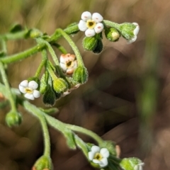 Hackelia suaveolens at Belconnen, ACT - 2 Nov 2023